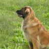 Viola Leonberger